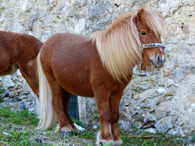 Animal fur wuschelig