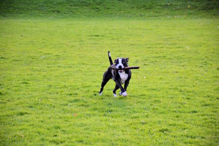 Puppy cute canine photo