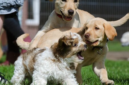 Purebred dog cute young