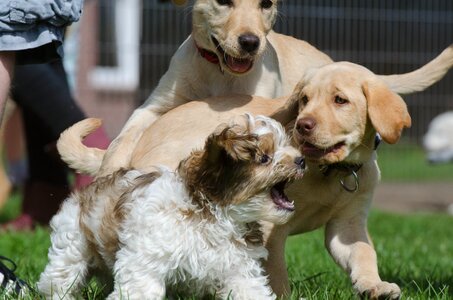 Purebred dog cute young photo