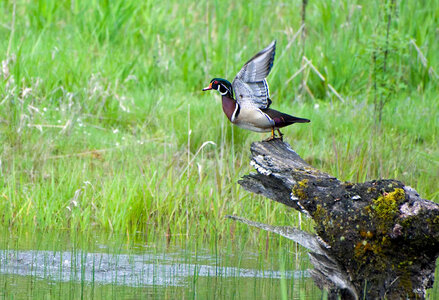 Wood duck taking off from log photo