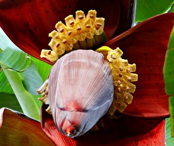 Flowers fruits india