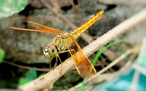 Dragonfly on a stick