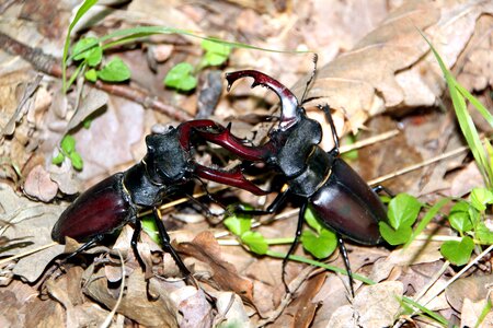 Beautiful Photo beetle bug