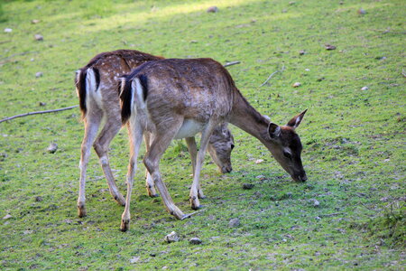 Two fawns on a meadow photo