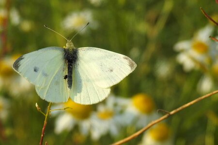 Animal arthropod beautiful