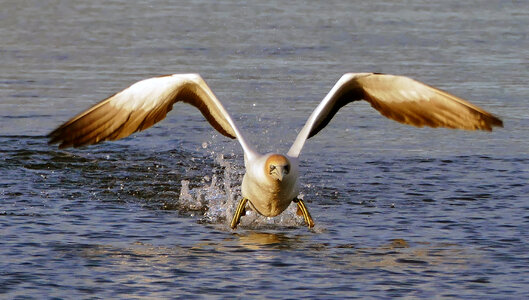 Australian Gannet taking flight from water photo