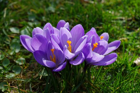 Spring frühlingsblüher violet photo