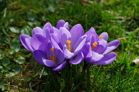 Spring frühlingsblüher violet