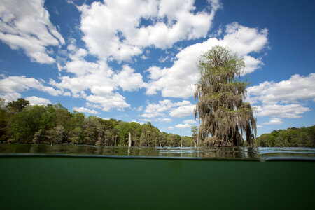 Bald cypress scenics in spring fed lake-1