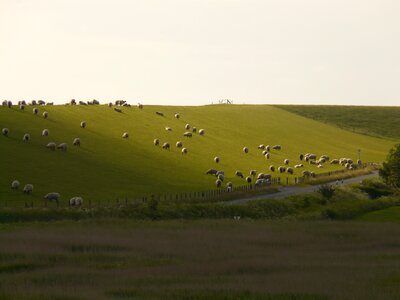Sheep grass pasture