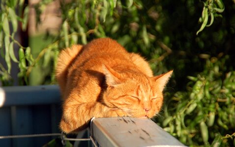 Head cat portrait red tomcat