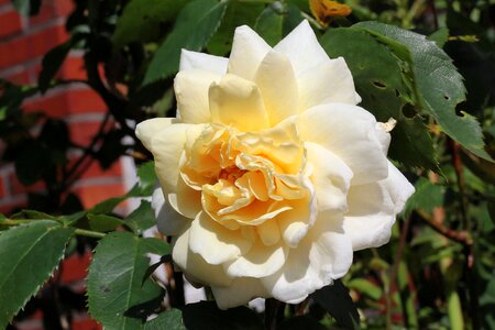 Bloom white yellow petals