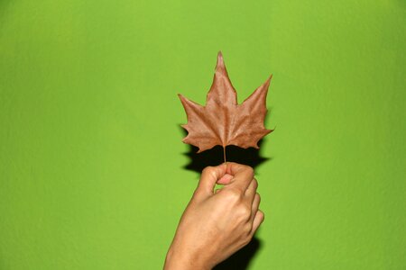 Autumn finger hands