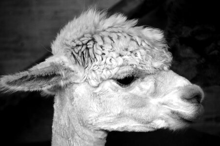 Alpaca animal eye