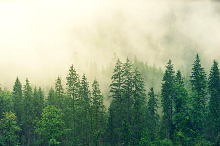 Misty Pine Tree Forest photo