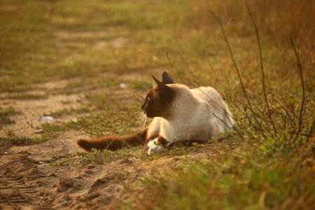 Animal cat claw