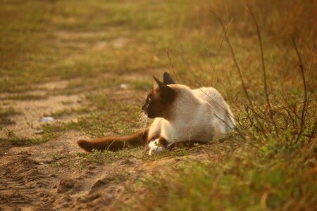 Animal cat claw photo