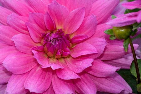 Plant composites pink