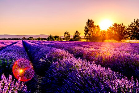 Landscape with Lavender Field at Sunset photo
