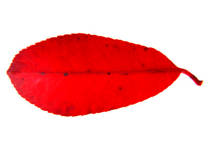 Red leaf isolated on a white background. photo