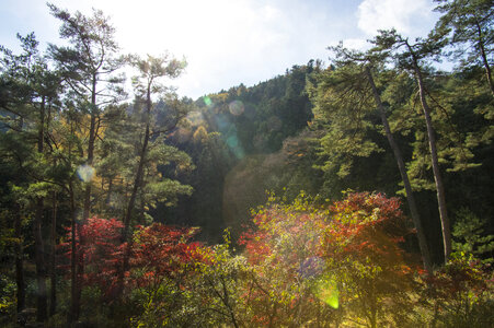 8 Forest