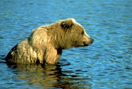 Bear brown brown bear