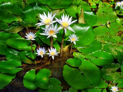 Aquatic beautiful beautiful flowers