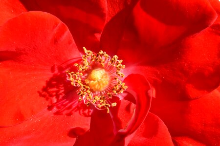 Pistil pollination reddish photo