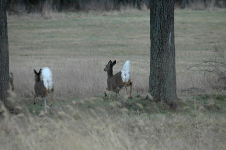 Tails in the air!