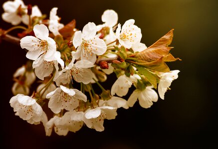 Springtime Blossom