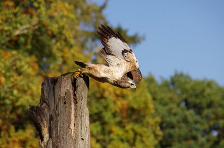 Flight start feather
