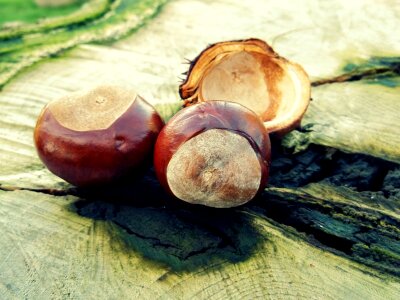 Brown shell october
