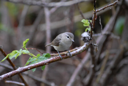 Warbling Vireo-1