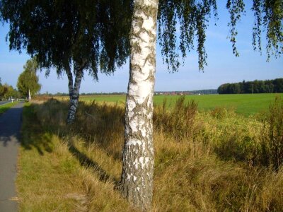 Birch road tree