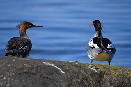 Water nature paradise rock