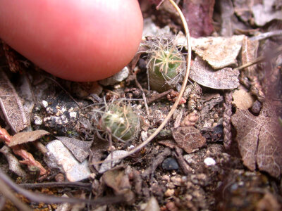 Endangered Tobusch fishhook cactus photo