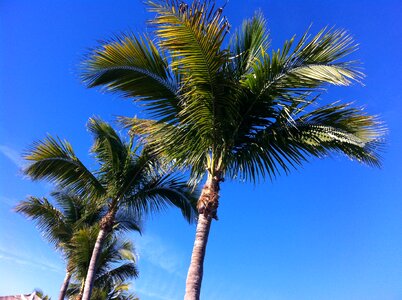 Palms palm trees caribbean photo