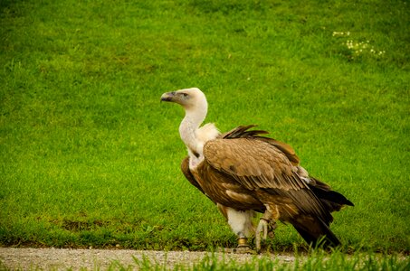 Bird scavengers big bird