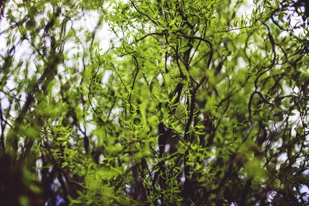 Spring willow young photo