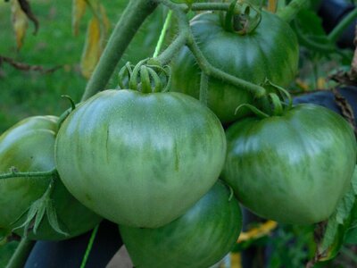 Agriculture calorie dark green