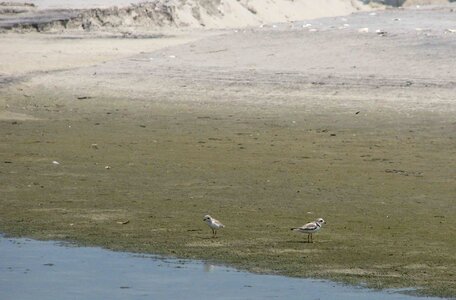 Bird Charadrius melodus Charadrius wilsonia photo