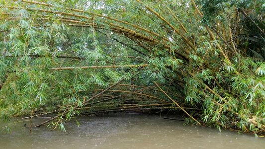 Bamboo rain rainforest photo