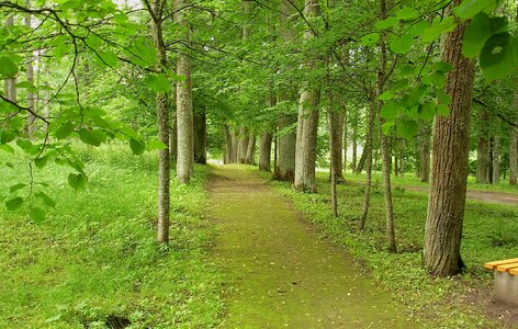 Woods park walkway