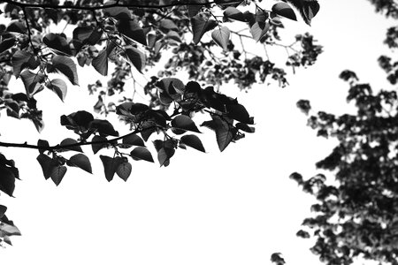 Black And White branch flora photo