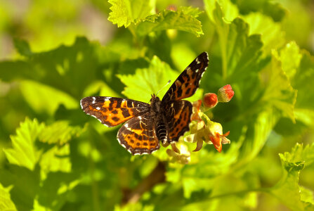 Beautiful butterfly wings. Green background. photo