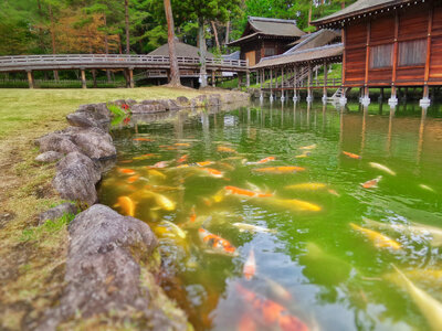 Japan garden with a pond