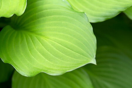 Macro Plant Leaf photo