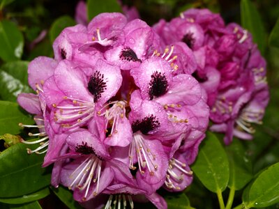Blossom bloom pink