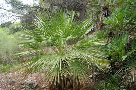 Fan palm green tree